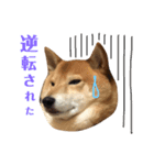 柴犬なな 野球応援（個別スタンプ：5）