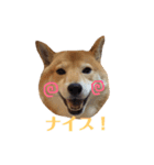 柴犬なな 野球応援（個別スタンプ：6）