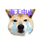 柴犬なな 野球応援（個別スタンプ：7）
