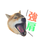 柴犬なな 野球応援（個別スタンプ：8）