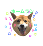 柴犬なな 野球応援（個別スタンプ：9）