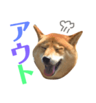 柴犬なな 野球応援（個別スタンプ：11）