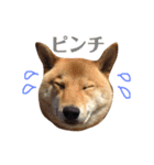 柴犬なな 野球応援（個別スタンプ：12）