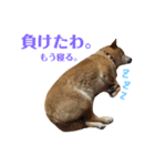 柴犬なな 野球応援（個別スタンプ：14）