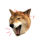 柴犬なな 野球応援（個別スタンプ：15）