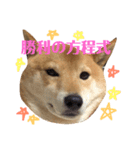柴犬なな 野球応援（個別スタンプ：16）