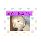 ワンコ花＆菊（個別スタンプ：1）