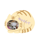 ワンコ花＆菊（個別スタンプ：10）