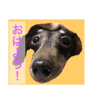 可愛い犬！ミニチュアダックスフンド！（個別スタンプ：1）
