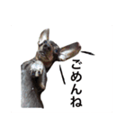 可愛い犬！ミニチュアダックスフンド！（個別スタンプ：2）
