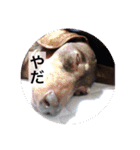 可愛い犬！ミニチュアダックスフンド！（個別スタンプ：3）