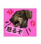 可愛い犬！ミニチュアダックスフンド！（個別スタンプ：4）