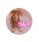 可愛い犬！ミニチュアダックスフンド！（個別スタンプ：5）