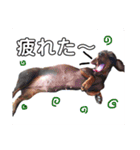 可愛い犬！ミニチュアダックスフンド！（個別スタンプ：6）