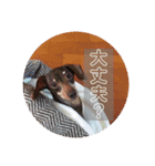 可愛い犬！ミニチュアダックスフンド！（個別スタンプ：7）