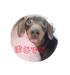 可愛い犬！ミニチュアダックスフンド！（個別スタンプ：8）