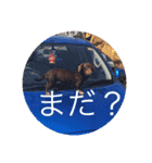 可愛い犬！ミニチュアダックスフンド！（個別スタンプ：9）