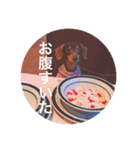 可愛い犬！ミニチュアダックスフンド！（個別スタンプ：11）