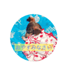 可愛い犬！ミニチュアダックスフンド！（個別スタンプ：12）