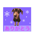 可愛い犬！ミニチュアダックスフンド！（個別スタンプ：13）
