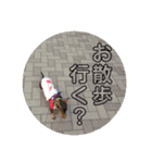 可愛い犬！ミニチュアダックスフンド！（個別スタンプ：14）