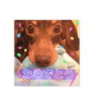 可愛い犬！ミニチュアダックスフンド！（個別スタンプ：16）