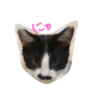 ねこのきもち。。（個別スタンプ：1）