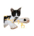 ねこのきもち。。（個別スタンプ：2）