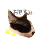 ねこのきもち。。（個別スタンプ：3）