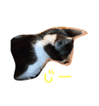 ねこのきもち。。（個別スタンプ：5）