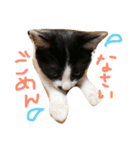 ねこのきもち。。（個別スタンプ：7）