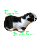 ねこのきもち。。（個別スタンプ：8）