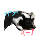 ねこのきもち。。（個別スタンプ：10）