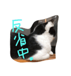 ねこのきもち。。（個別スタンプ：11）