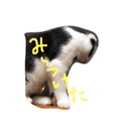 ねこのきもち。。（個別スタンプ：12）