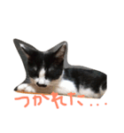 ねこのきもち。。（個別スタンプ：13）