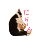 ねこのきもち。。（個別スタンプ：16）