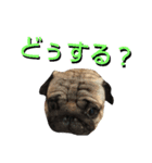 伝助の日常（個別スタンプ：5）
