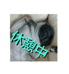 伝助の日常（個別スタンプ：6）