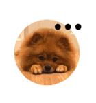 シュマイ（個別スタンプ：1）