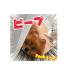 シュマイ（個別スタンプ：3）