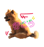 シュマイ（個別スタンプ：11）