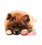 シュマイ（個別スタンプ：12）