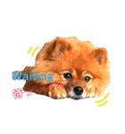 シュマイ（個別スタンプ：14）