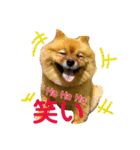 シュマイ（個別スタンプ：15）