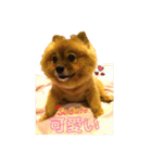 シュマイ（個別スタンプ：22）