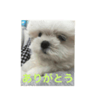 もふのヒトコト（個別スタンプ：4）
