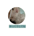 もふのヒトコト（個別スタンプ：5）