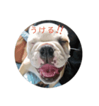 まろすけちゃん（個別スタンプ：15）