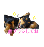 ミニチュアダックスポピーのお転婆スタンプ（個別スタンプ：21）